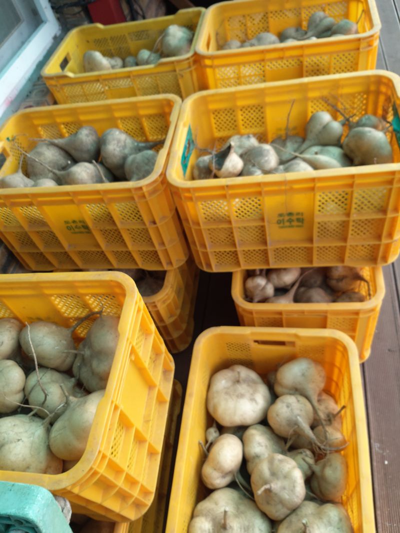 유석범님의 장터 판매 상품 [히카마(얌빈)10kg] 첨부 사진