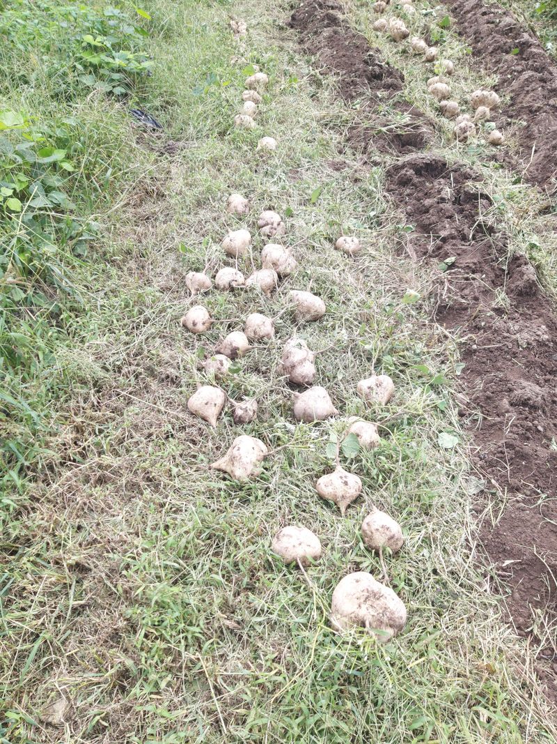 유석범님의 장터 판매 상품 [히카마(얌빈)10kg] 첨부 사진