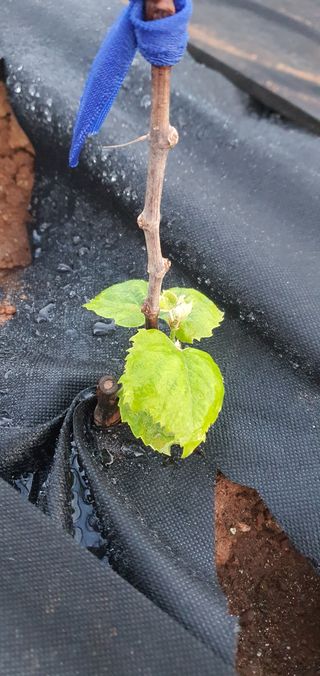 ♡ 예린농원 농장님의 포도 · 병해충상담 작성글 사진