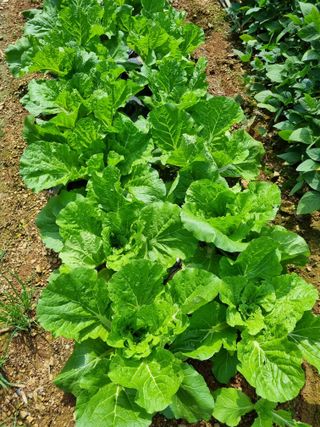 이상응님의 배추 · 비료•농약 작성글 사진