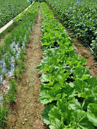 이상응님의 배추 · 비료•농약 작성글 사진