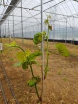 팜모닝 기타작물·병해충상담 게시글 이미지