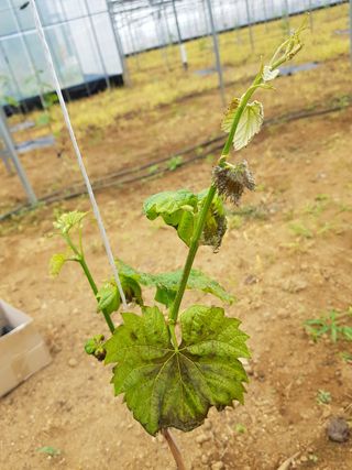 백송님의 기타작물 · 병해충상담 작성글 사진
