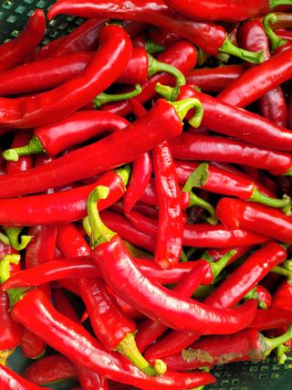 허니캠벨님의 작성글 사진