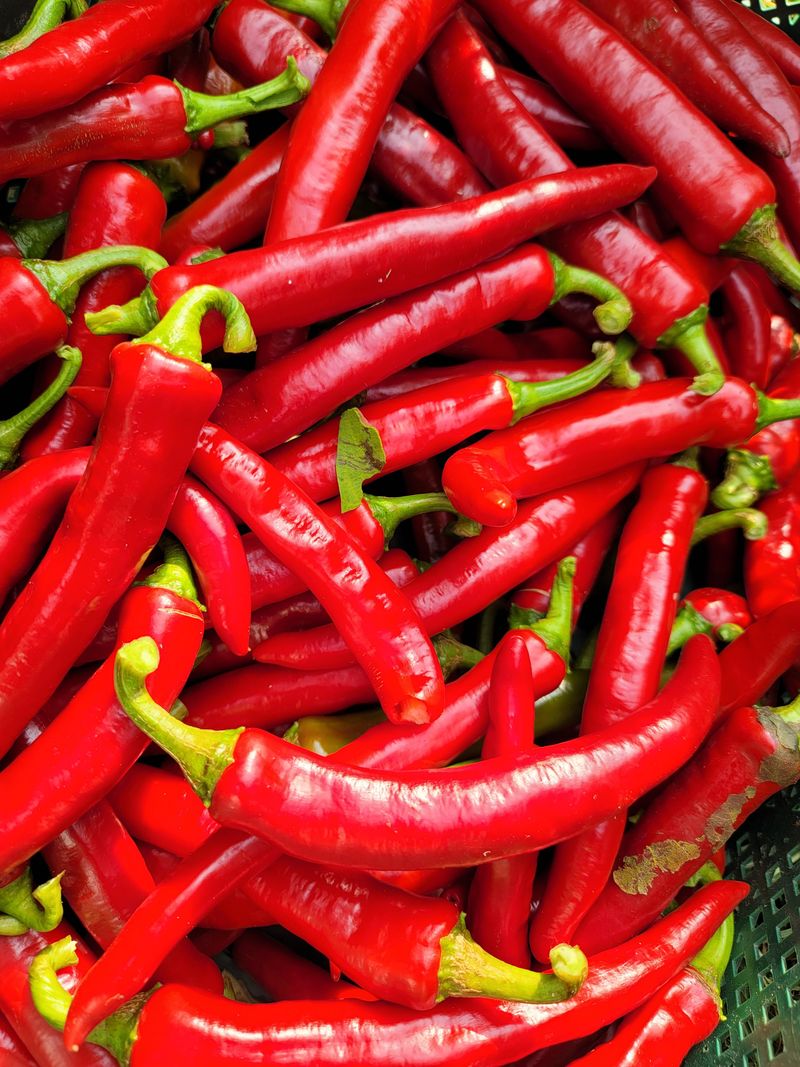 허니캠벨님의 장터 판매 상품 [고춧가루 보통매운맛 1근 600g] 첨부 사진