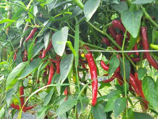 허니캠벨님의 작성글 사진