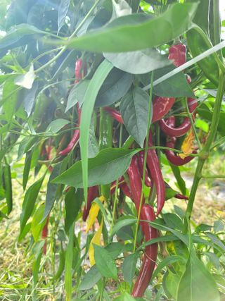 허니캠벨님의 작성글 사진