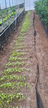 팜모닝 기타작물·영농일지 게시글 이미지