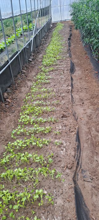 용호님의 기타작물 · 영농일지 작성글 사진