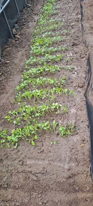 용호님의 기타작물 · 영농일지 작성글 사진