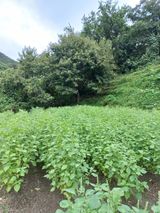 팜모닝 참깨·영농일지 게시글 이미지