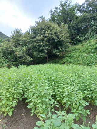 사무니님의 참깨 · 영농일지 작성글 사진