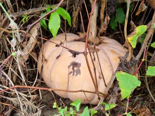 믿고사는농원-송미경님의 자유주제 · 자유게시판 작성글 사진