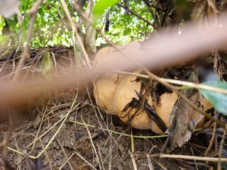 믿고사는농원-송미경님의 자유주제 · 자유게시판 작성글 사진