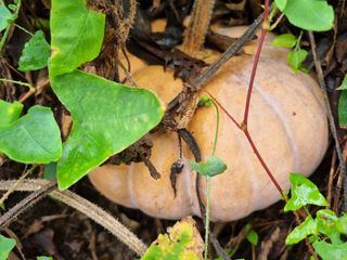 믿고사는농원-송미경님의 자유주제 · 자유게시판 작성글 사진