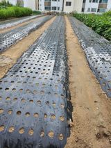 팜모닝 배추·파종•정식 게시글 이미지