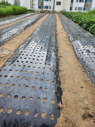 김연숙님의 배추 · 파종•정식 작성글 사진