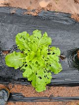 팜모닝 배추·병해충상담 게시글 이미지