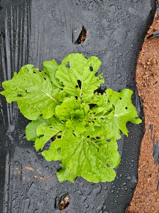 김용규님의 배추 · 병해충상담 작성글 사진