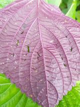 팜모닝 들깨·병해충상담 게시글 이미지