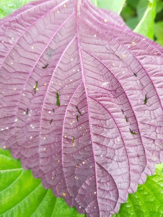 말못하는바보님의 들깨 · 병해충상담 작성글 사진