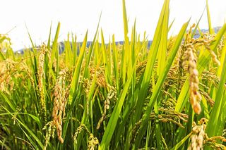 알 수 없음님의 벼 · 영농일지 작성글 사진