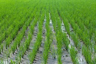 알 수 없음님의 벼 · 영농일지 작성글 사진