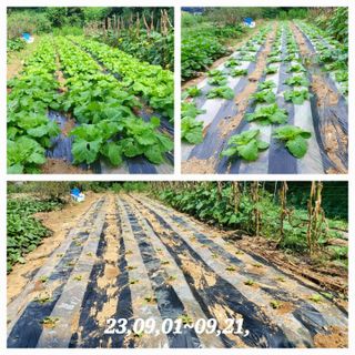 소학도토리님의 배추 · 영농일지 작성글 사진