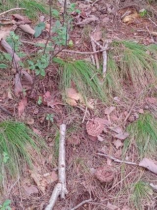 숲속의사나이님의 자유주제 · 자유게시판 작성글 사진