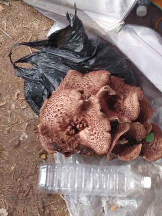 숲속의사나이님의 자유주제 · 자유게시판 작성글 사진