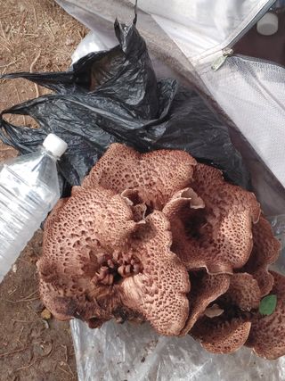 숲속의사나이님의 자유주제 · 자유게시판 작성글 사진