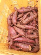 팜모닝 윷놀이 끝! 어떠셨나요?·참여글 게시글 이미지