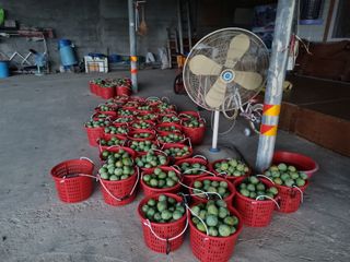 첼시자두김제활님의 윷놀이 끝! 어떠셨나요? · 참여글 작성글 사진