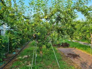 첼시자두김제활님의 윷놀이 끝! 어떠셨나요? · 참여글 작성글 사진