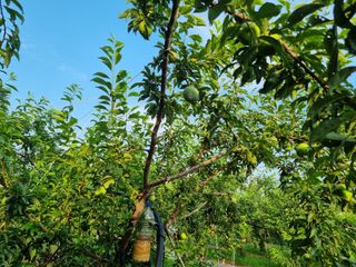 첼시자두김제활님의 윷놀이 끝! 어떠셨나요? · 참여글 작성글 사진