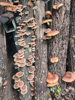 신동순님의 윷놀이 끝! 어떠셨나요? · 참여글 작성글 사진