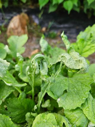 장영근님의 배추 · 병해충상담 작성글 사진