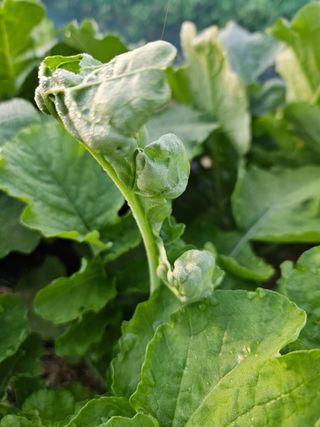 장영근님의 배추 · 병해충상담 작성글 사진