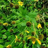 팜모닝 기타작물·자유게시판 게시글 이미지