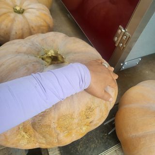 오정석님의 호박 · 영농일지 작성글 사진