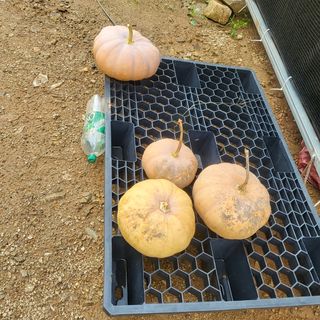 오정석님의 호박 · 영농일지 작성글 사진