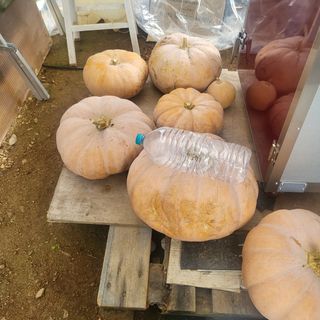 오정석님의 호박 · 영농일지 작성글 사진