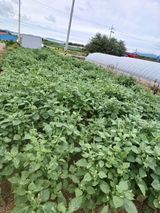 팜모닝 들깨·자유게시판 게시글 이미지