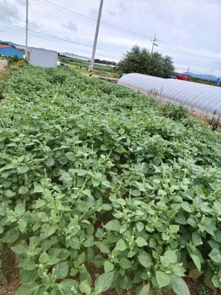 결단이님의 들깨 · 자유게시판 작성글 사진