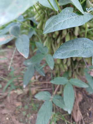 결단이님의 들깨 · 자유게시판 작성글 사진