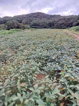 결단이님의 들깨 · 자유게시판 작성글 사진