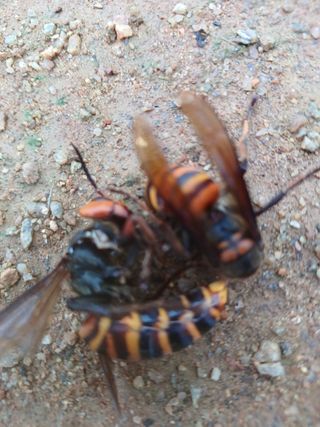 결단이님의 들깨 · 자유게시판 작성글 사진