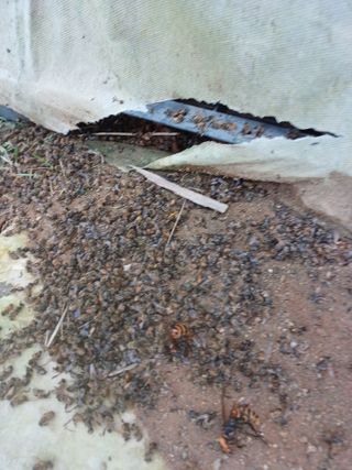 결단이님의 들깨 · 자유게시판 작성글 사진