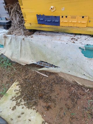 결단이님의 들깨 · 자유게시판 작성글 사진