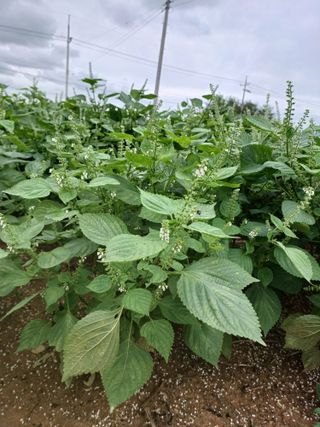 결단이님의 들깨 · 자유게시판 작성글 사진